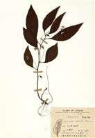 藏品(臺灣排香)的圖片